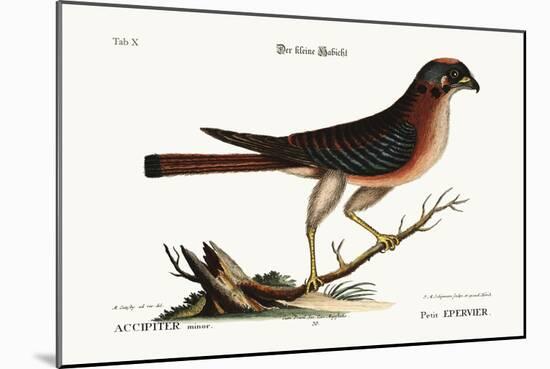 The Little Hawk, 1749-73-Mark Catesby-Mounted Giclee Print