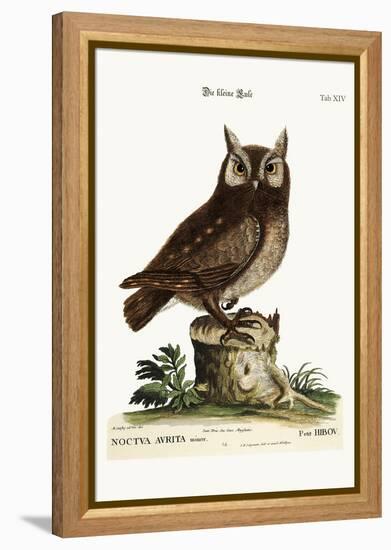 The Little Owl, 1749-73-Mark Catesby-Framed Premier Image Canvas