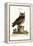 The Little Owl, 1749-73-Mark Catesby-Framed Premier Image Canvas