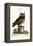 The Little Owl, 1749-73-Mark Catesby-Framed Premier Image Canvas