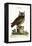 The Little Owl, 1749-73-Mark Catesby-Framed Premier Image Canvas