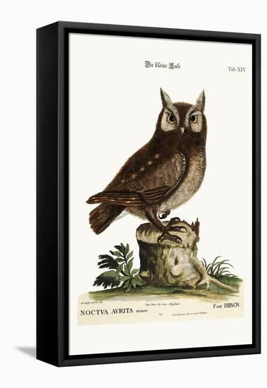 The Little Owl, 1749-73-Mark Catesby-Framed Premier Image Canvas