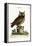 The Little Owl, 1749-73-Mark Catesby-Framed Premier Image Canvas