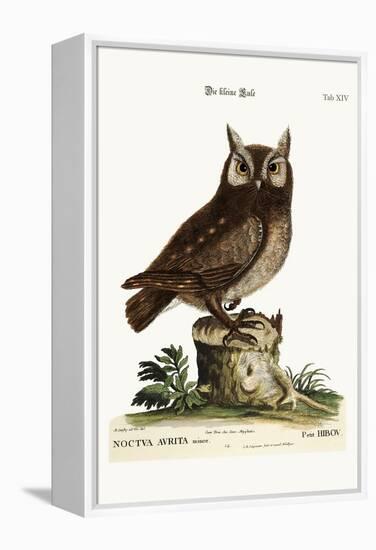 The Little Owl, 1749-73-Mark Catesby-Framed Premier Image Canvas