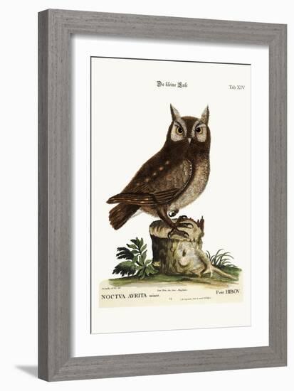 The Little Owl, 1749-73-Mark Catesby-Framed Giclee Print