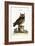 The Little Owl, 1749-73-Mark Catesby-Framed Giclee Print