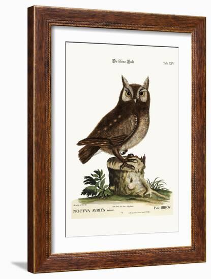 The Little Owl, 1749-73-Mark Catesby-Framed Giclee Print