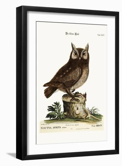 The Little Owl, 1749-73-Mark Catesby-Framed Giclee Print