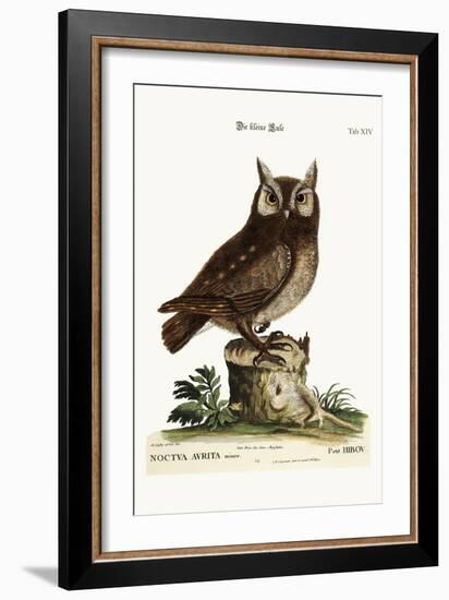 The Little Owl, 1749-73-Mark Catesby-Framed Giclee Print