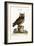 The Little Owl, 1749-73-Mark Catesby-Framed Giclee Print