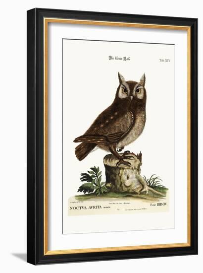 The Little Owl, 1749-73-Mark Catesby-Framed Giclee Print