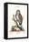 The Little Owl, 1749-73-George Edwards-Framed Premier Image Canvas