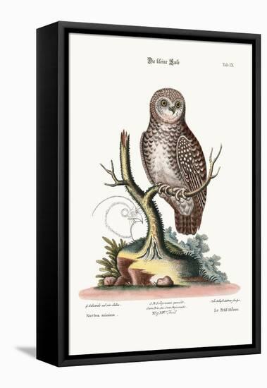 The Little Owl, 1749-73-George Edwards-Framed Premier Image Canvas