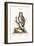 The Little Owl, 1749-73-George Edwards-Framed Giclee Print