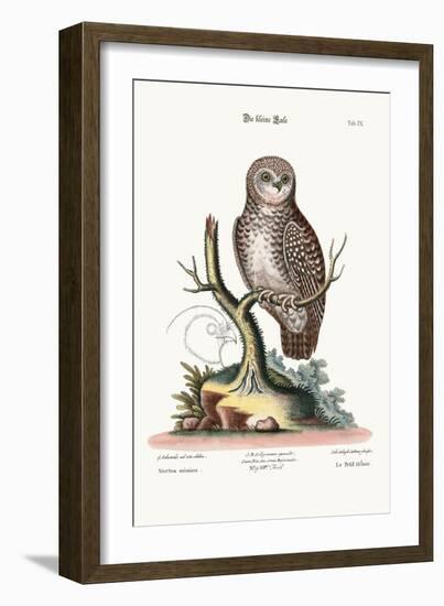 The Little Owl, 1749-73-George Edwards-Framed Giclee Print