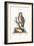 The Little Owl, 1749-73-George Edwards-Framed Giclee Print