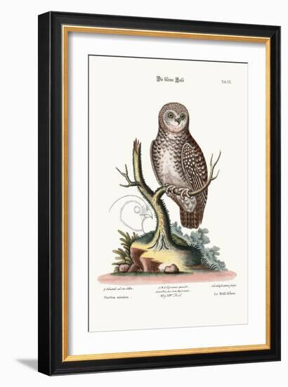 The Little Owl, 1749-73-George Edwards-Framed Giclee Print