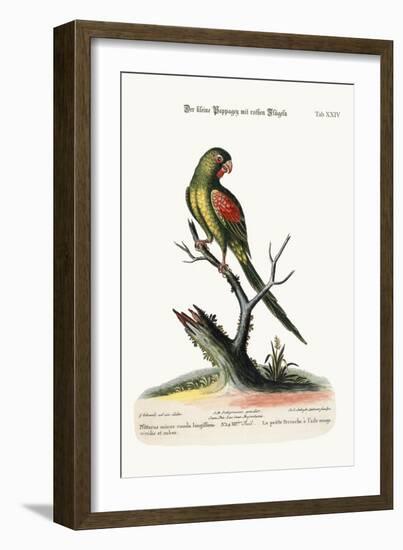 The Little Red-Winged Parrakeet, 1749-73-George Edwards-Framed Giclee Print