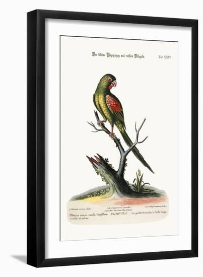 The Little Red-Winged Parrakeet, 1749-73-George Edwards-Framed Giclee Print
