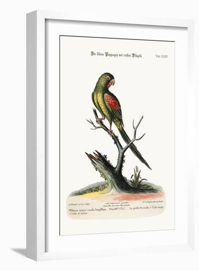 The Little Red-Winged Parrakeet, 1749-73-George Edwards-Framed Giclee Print