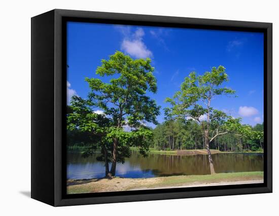 The Little River at Claude D Kelly State Park in Monroe County, Southern Alabama, USA-Robert Francis-Framed Premier Image Canvas