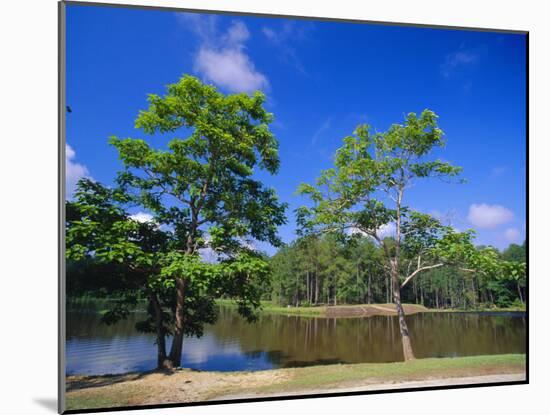 The Little River at Claude D Kelly State Park in Monroe County, Southern Alabama, USA-Robert Francis-Mounted Photographic Print