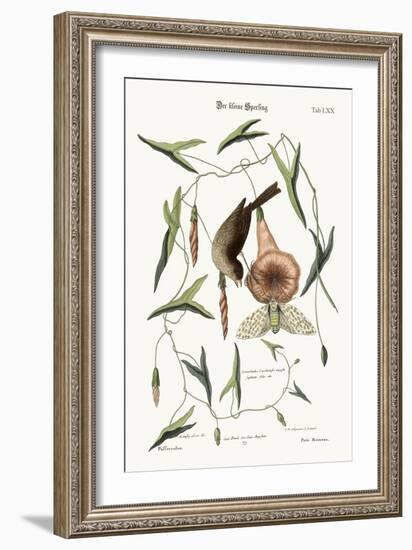 The Little Sparrow, 1749-73-Mark Catesby-Framed Giclee Print