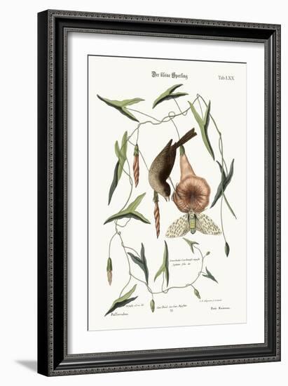 The Little Sparrow, 1749-73-Mark Catesby-Framed Giclee Print