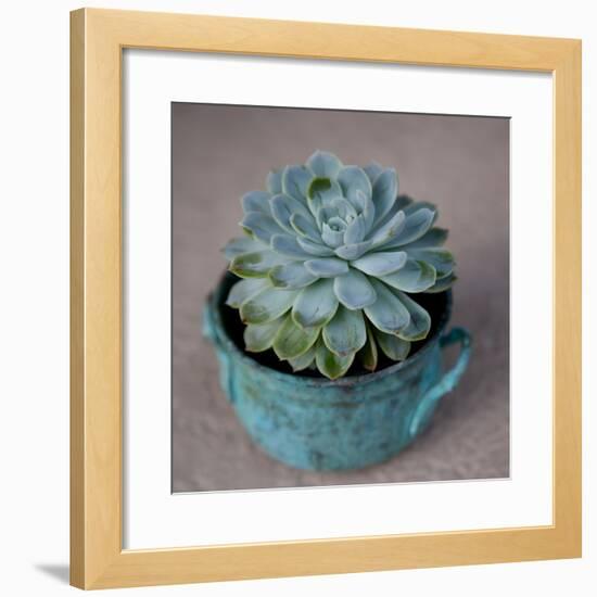 The Little Succulent-Susan Bryant-Framed Premium Photographic Print