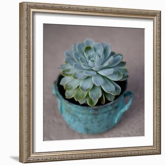 The Little Succulent-Susan Bryant-Framed Photographic Print