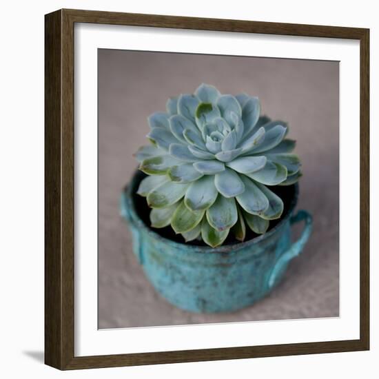 The Little Succulent-Susan Bryant-Framed Photographic Print