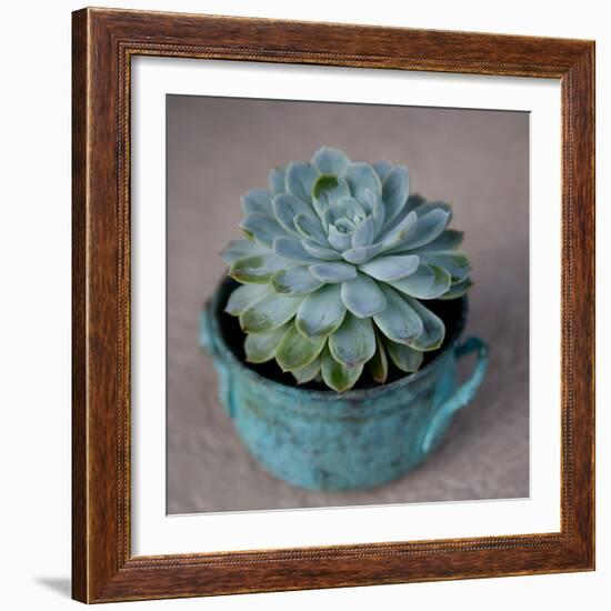 The Little Succulent-Susan Bryant-Framed Photographic Print