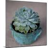 The Little Succulent-Susan Bryant-Mounted Photographic Print