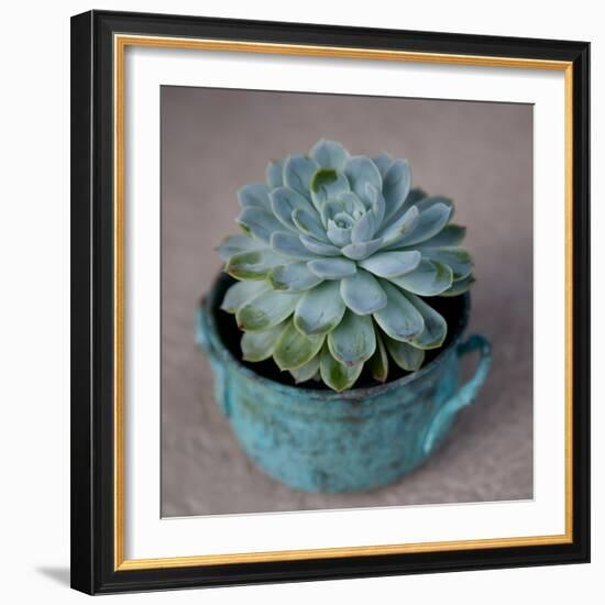 The Little Succulent-Susan Bryant-Framed Photographic Print