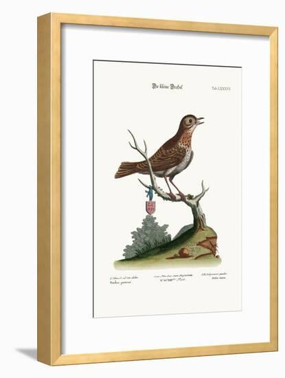 The Little Thrush, 1749-73-George Edwards-Framed Giclee Print