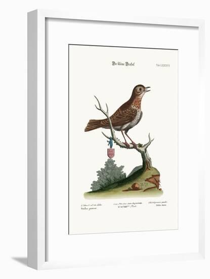 The Little Thrush, 1749-73-George Edwards-Framed Giclee Print