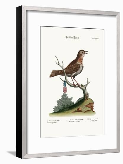 The Little Thrush, 1749-73-George Edwards-Framed Giclee Print