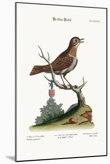 The Little Thrush, 1749-73-George Edwards-Mounted Giclee Print