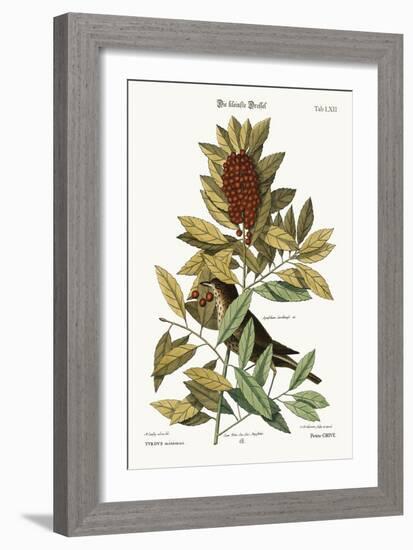 The Little Thrush, 1749-73-Mark Catesby-Framed Giclee Print