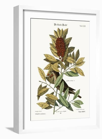 The Little Thrush, 1749-73-Mark Catesby-Framed Giclee Print