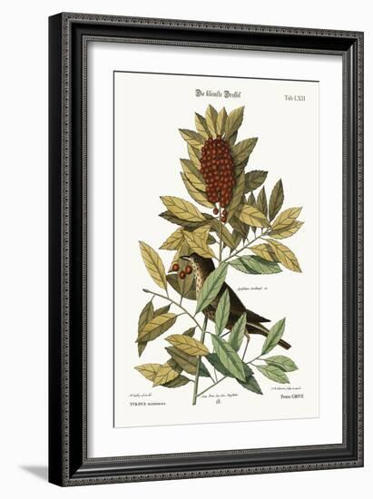 The Little Thrush, 1749-73-Mark Catesby-Framed Giclee Print