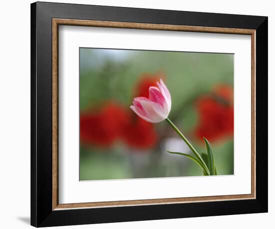 The little tulip-Heidi Westum-Framed Photographic Print