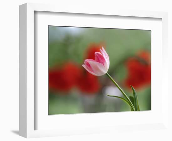 The little tulip-Heidi Westum-Framed Photographic Print