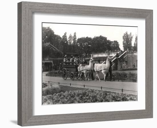 The Llama Ride - Once a Feature at Zsl London Zoo, September, 1923-Frederick William Bond-Framed Photographic Print