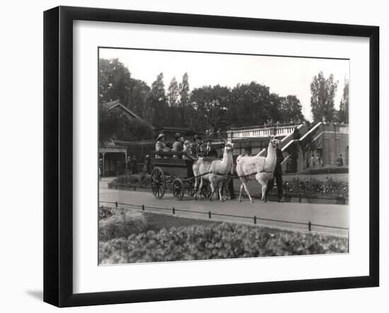 The Llama Ride - Once a Feature at Zsl London Zoo, September, 1923-Frederick William Bond-Framed Photographic Print