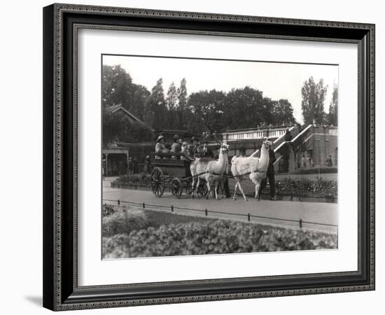 The Llama Ride - Once a Feature at Zsl London Zoo, September, 1923-Frederick William Bond-Framed Photographic Print