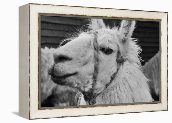 The Llama-meunierd-Framed Premier Image Canvas