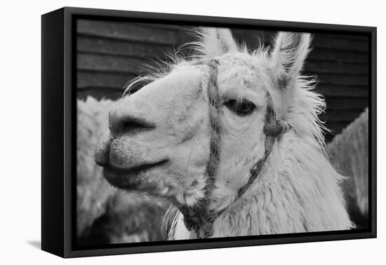 The Llama-meunierd-Framed Premier Image Canvas