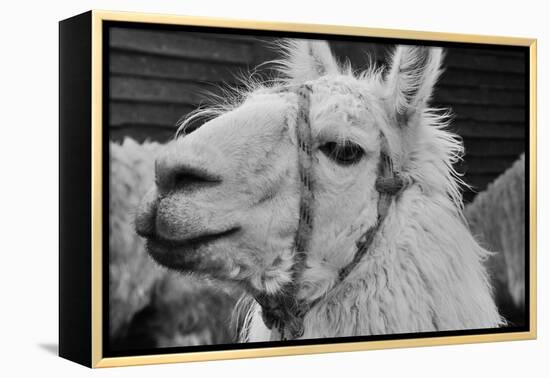 The Llama-meunierd-Framed Premier Image Canvas
