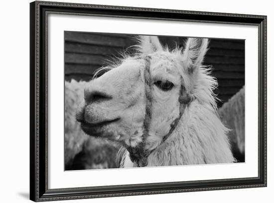 The Llama-meunierd-Framed Photographic Print